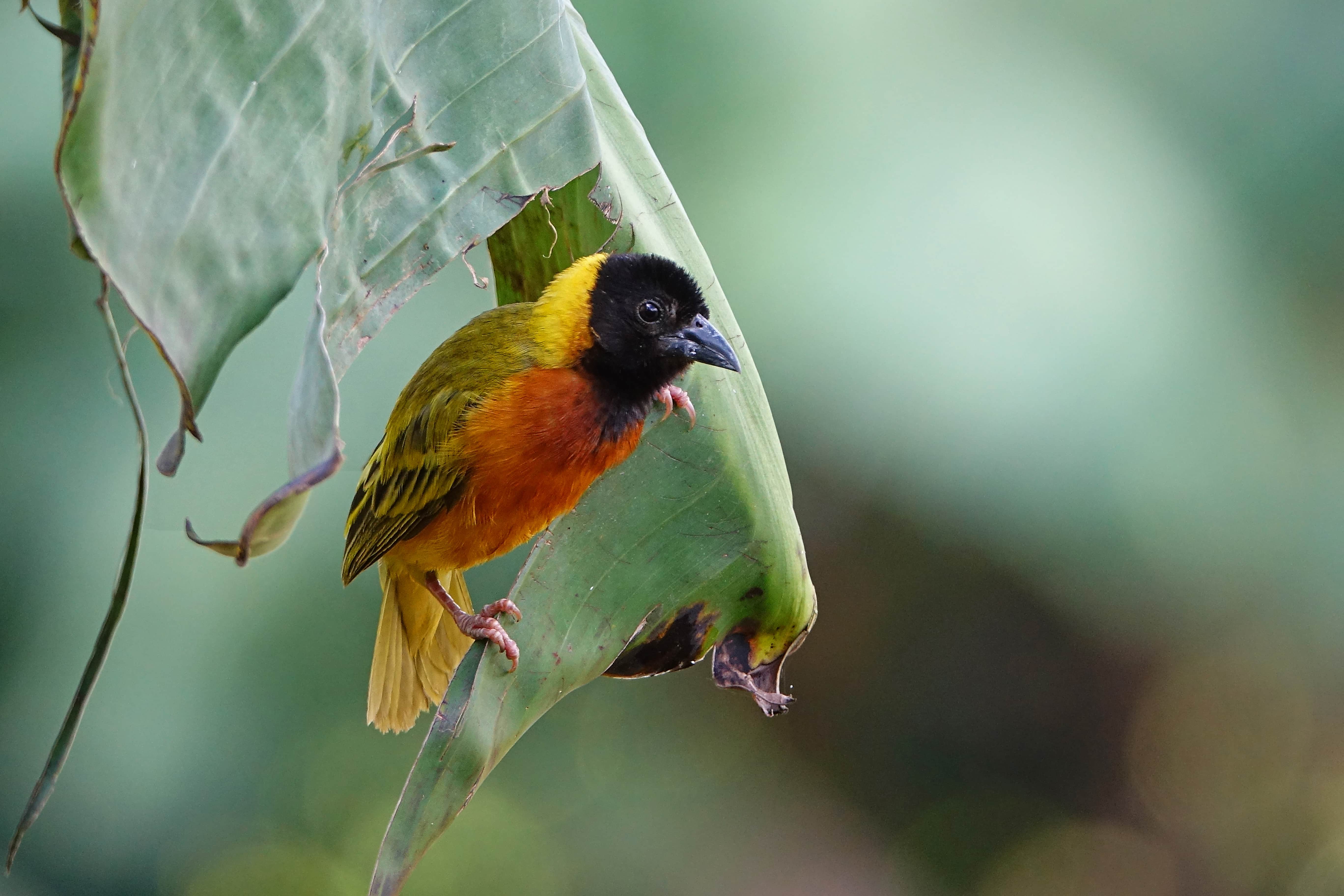 Birding
