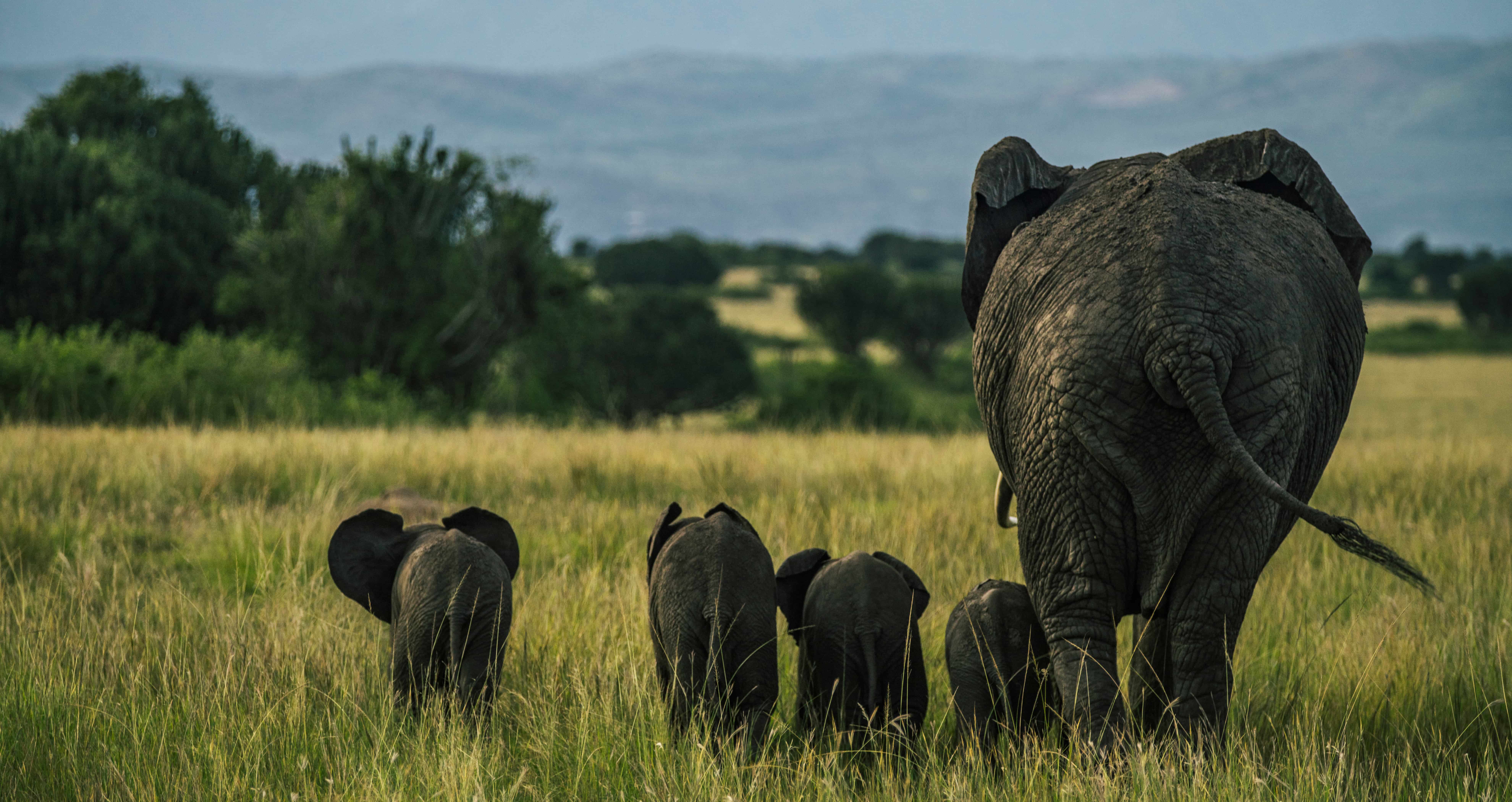 14-Day Uganda Wildlife & Gorilla Adventure
