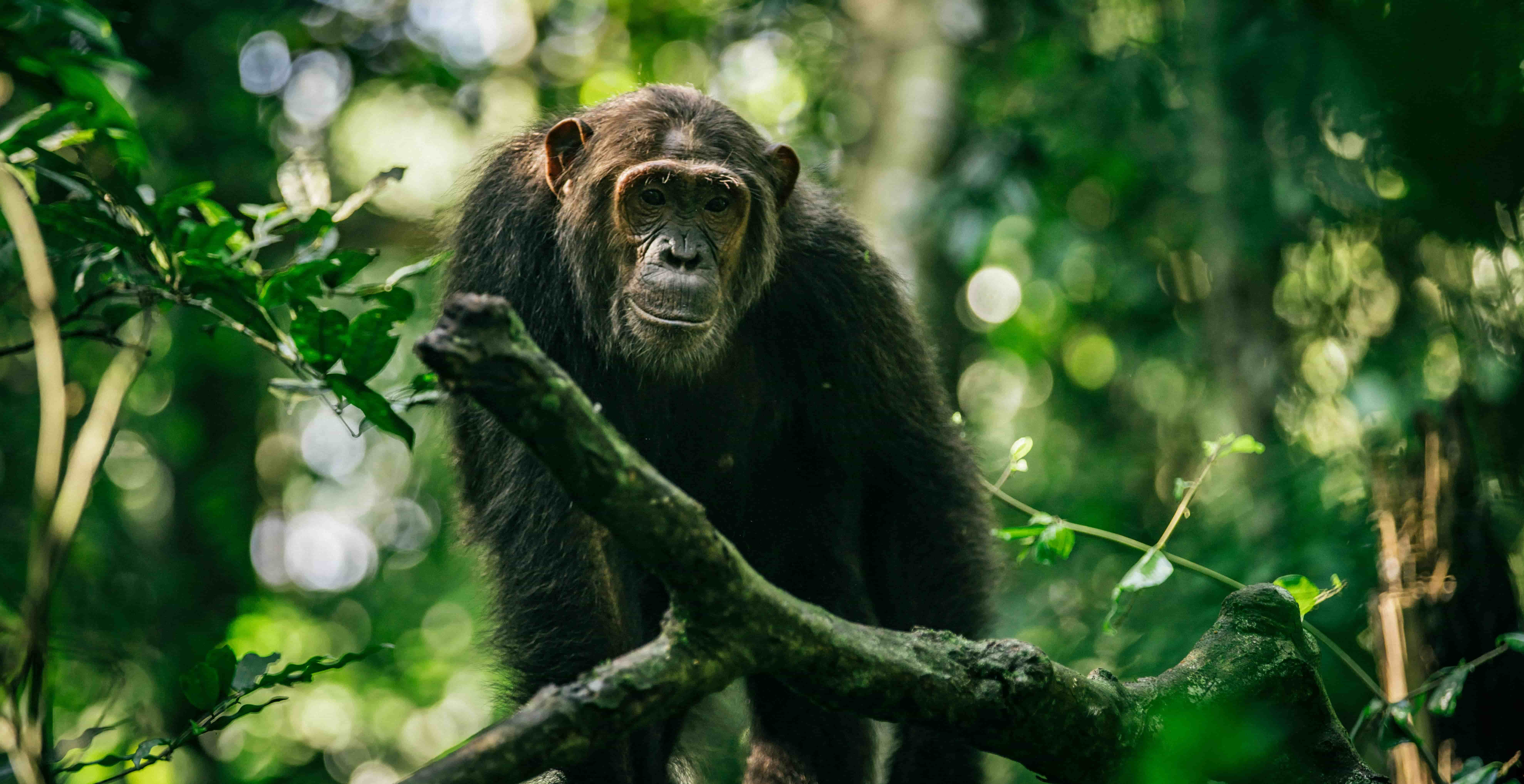 Primates & Forests