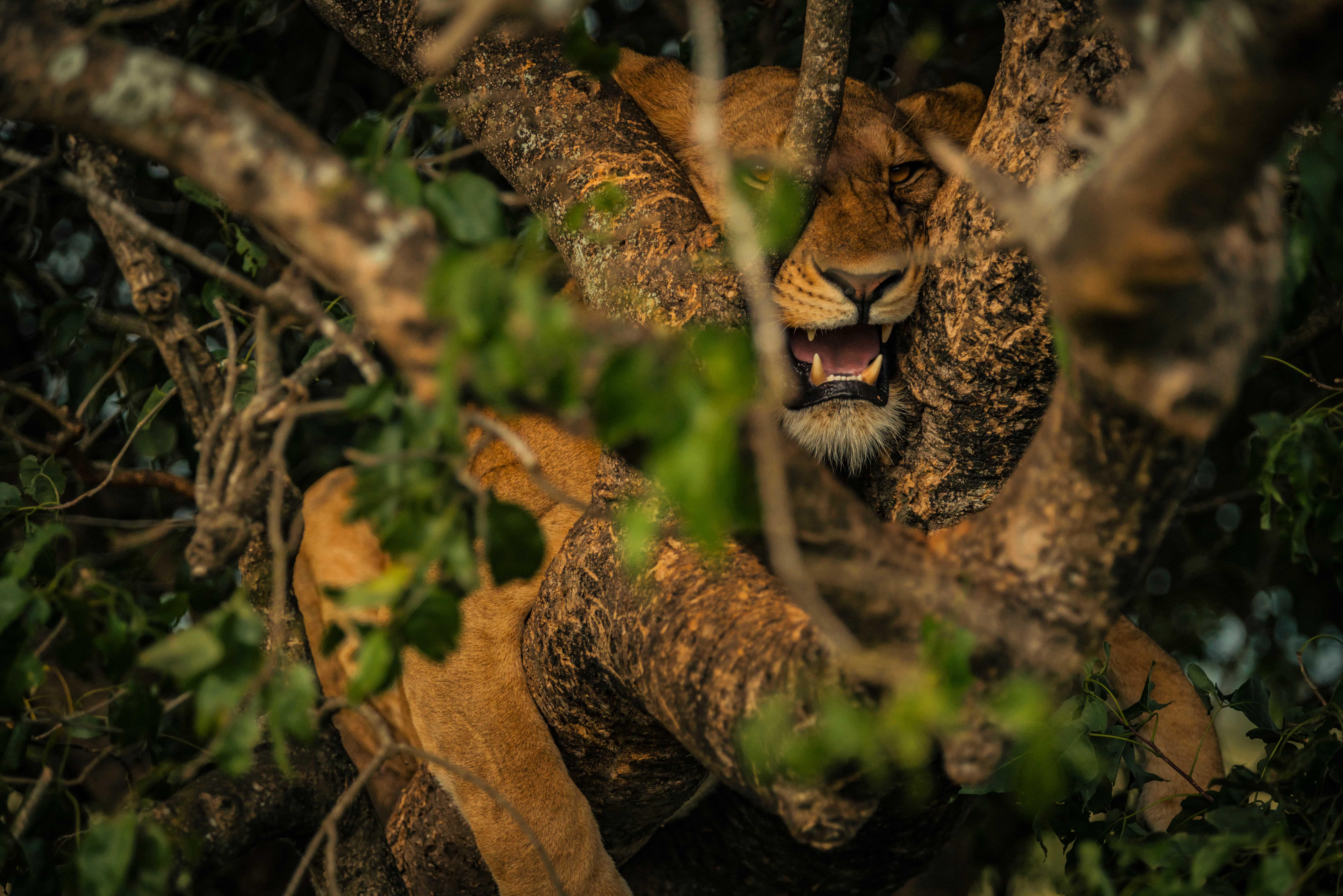 The Best Places to See Wildlife in East Africa